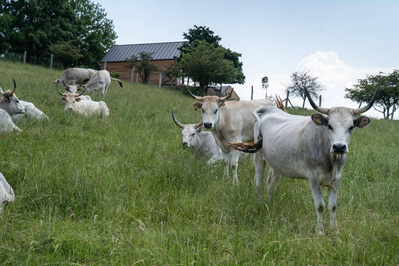 Pihenés közben a Balaton és a Szürkemarhákba látkép 