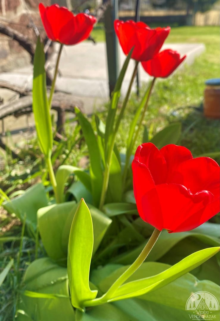 HP_TULIPAN